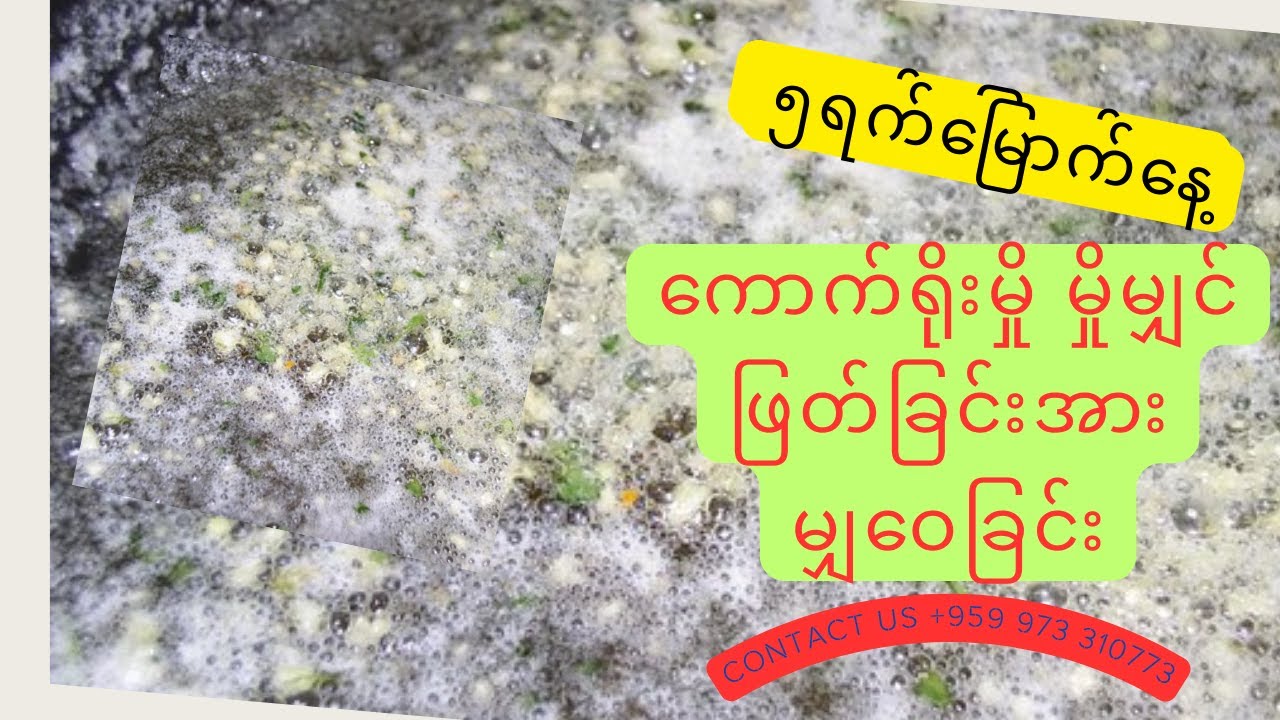 ၅ ရက်မြောက်နေ့ ကောက်ရိုးမှို မှိုးမျှင်ဖြတ်ခြင်းအား မျှဝေခြင်း| how to break strawmushroom myselium