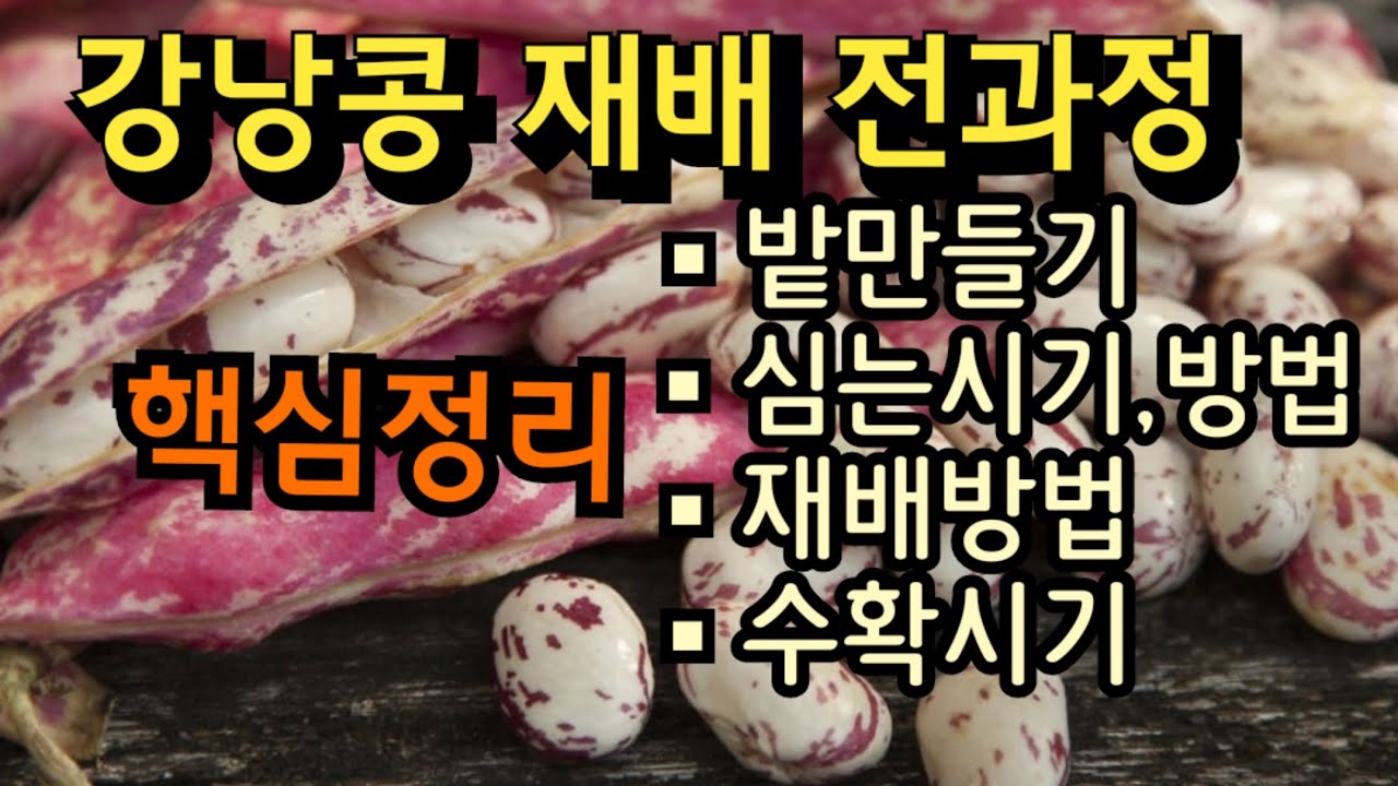 [25-1]강낭콩 재배 전과정 핵심정리, 이 영상 하나면 됩니다