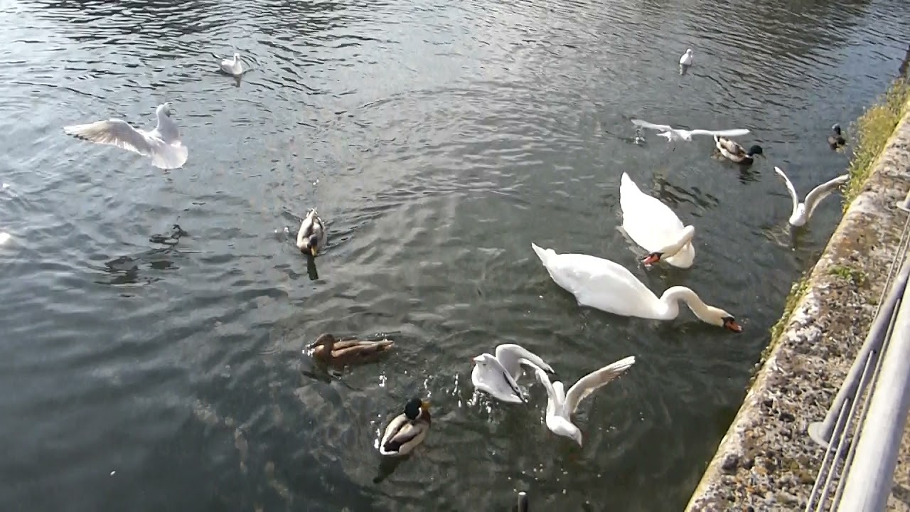 Canal Basin in Chichester - Mute Swans - Cygnus olor - Hvítir svanir - Hnúðsvanir - Fuglalíf