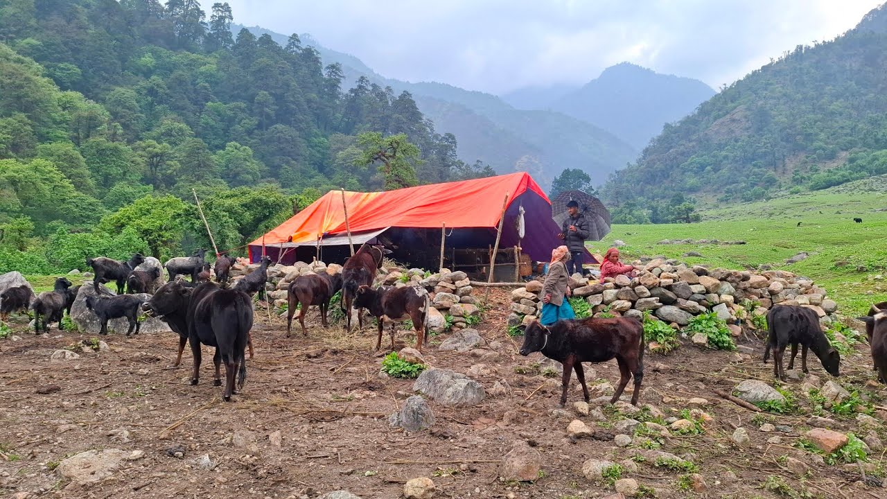 Most Peaceful Relaxing Himalayan Village Lifestyle | Nepal🇳🇵| Shepherd Life | Real Nepali Life |