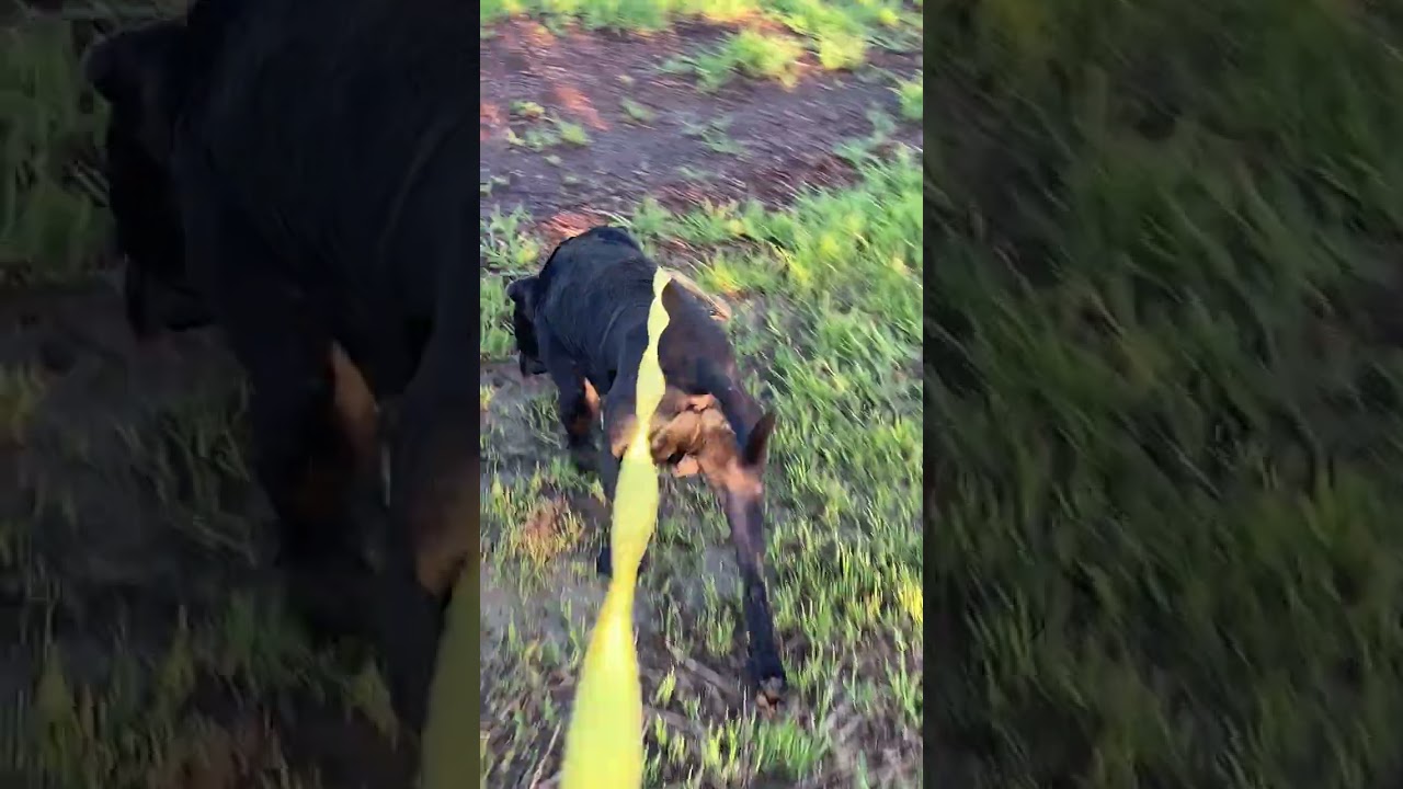 Communication is key to having a great dog