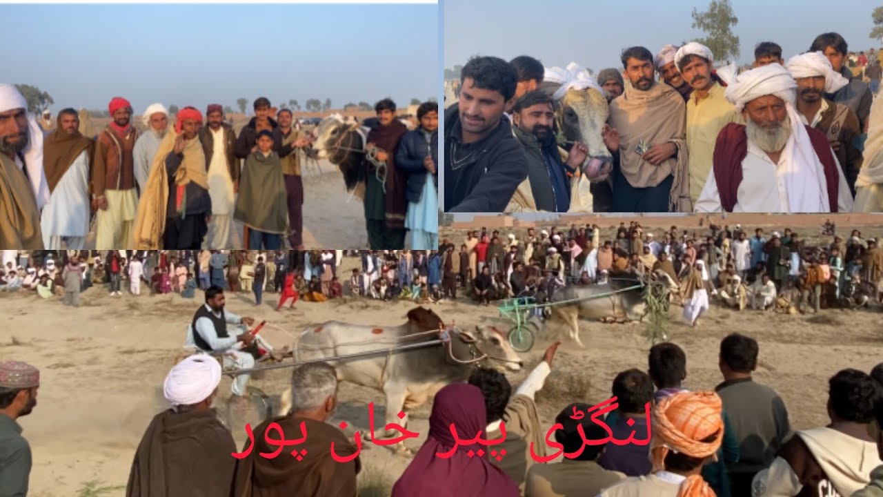 New bull rase January 7, 2026خان پور لنگڑی پیر خان گروپ بمقابلہ سداہ بہار گروپ 
