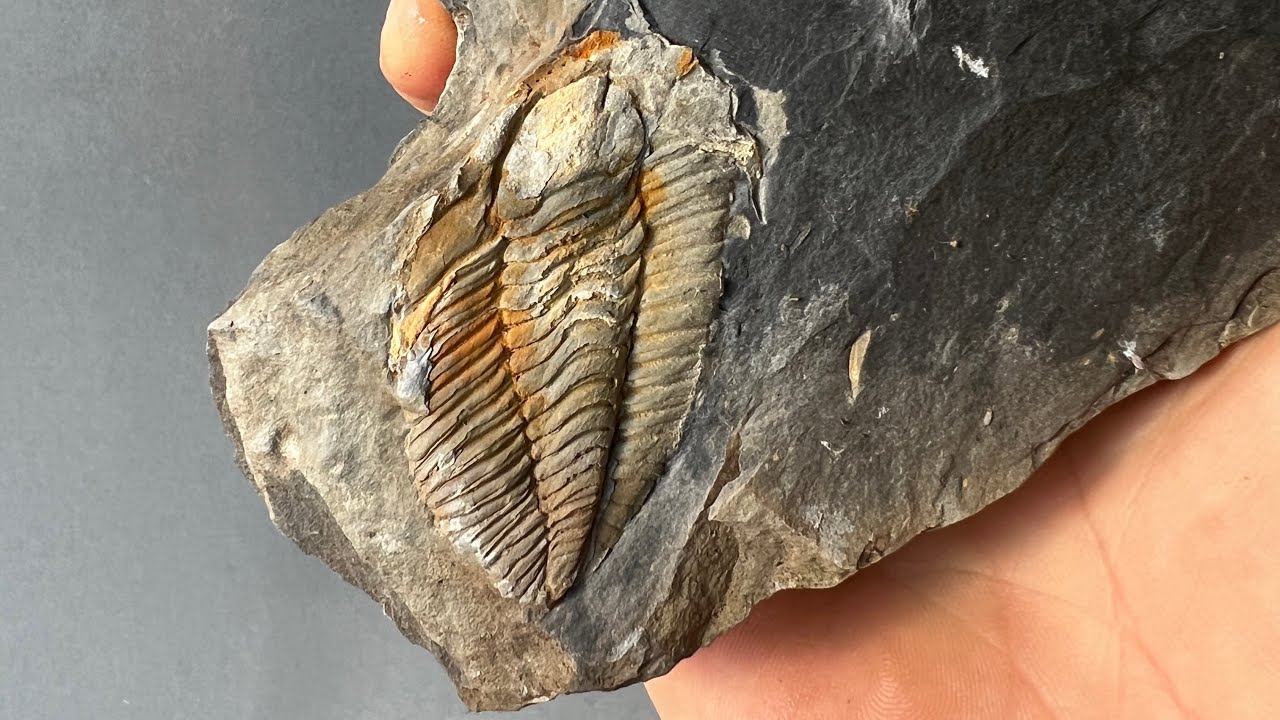 Hunting for ordovician trilobites in Valongo, Northern Portugal