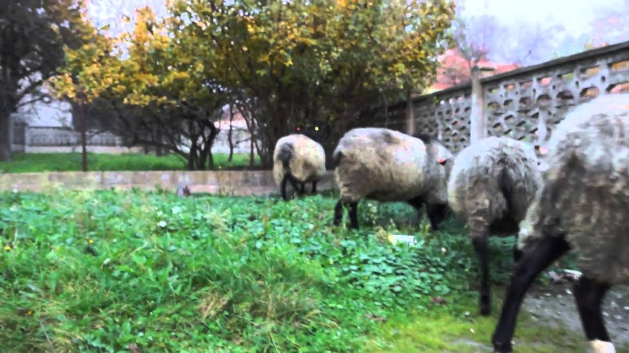 romanovski ovnovi novembar 2014 - romanov rams november 2014