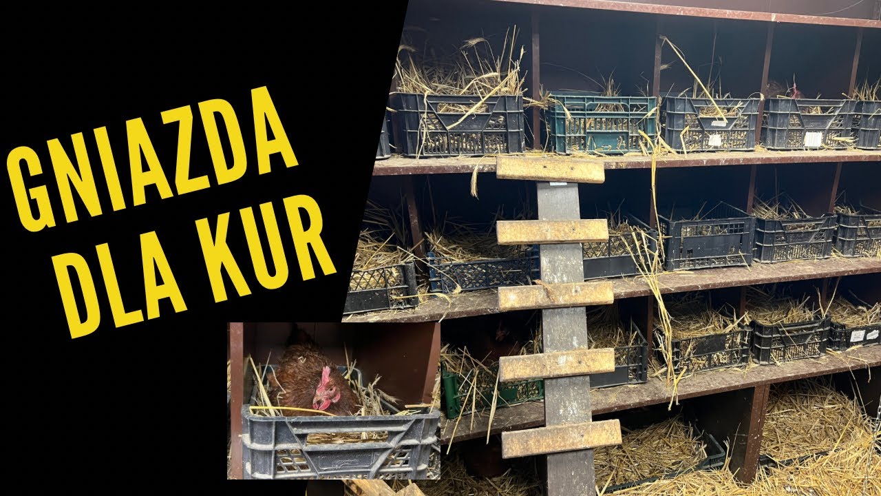 Gniazda dla kur. Ile kury znoszą jajek?