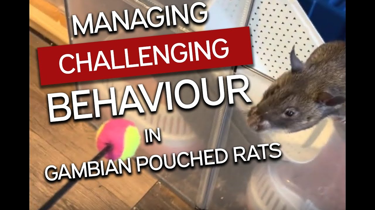 Managing Challenging Behaviour In Gambian Pouched Rats