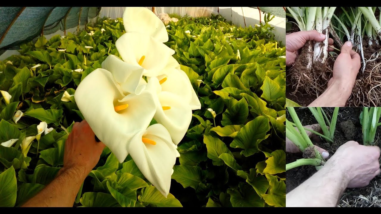 How to Grow and care for Calla Lily / 10 years of experience