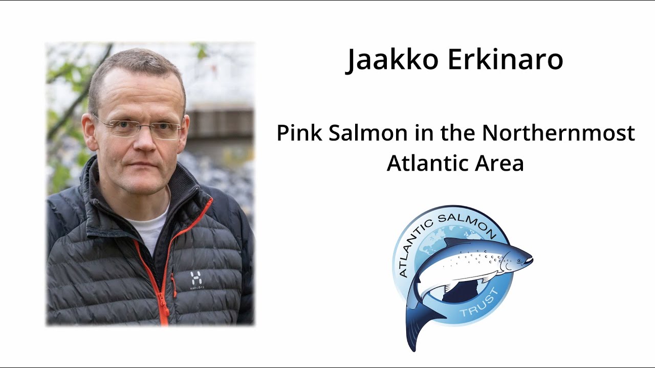 Jaakko Erkinaro - Natural Resources Institute, Finland: Pink Salmon in the North Atlantic Area