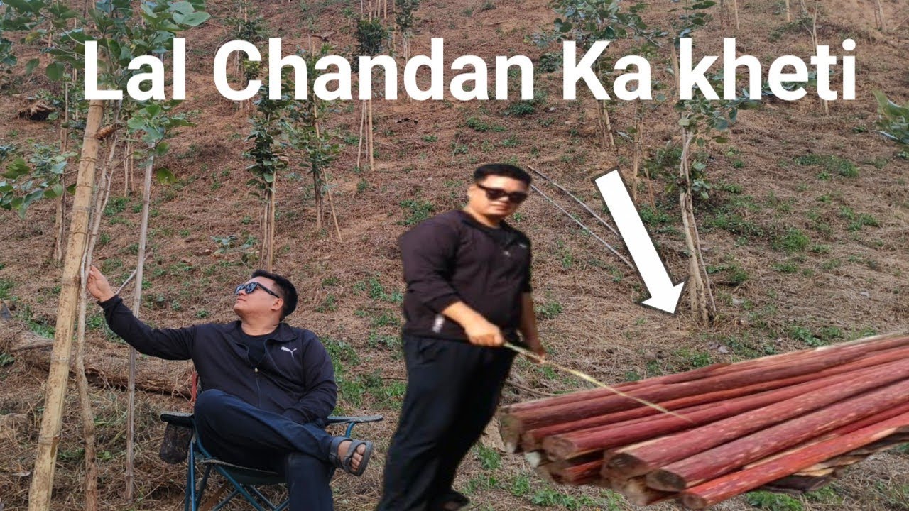 Sandalwood Farming Red Chandan ||Lal Chandan ka kheti 