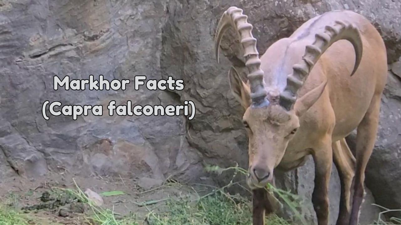 Markhor Facts: Capra falconeri is referred to as a &ldquo;screw-horn&rdquo; or screw-horned goat