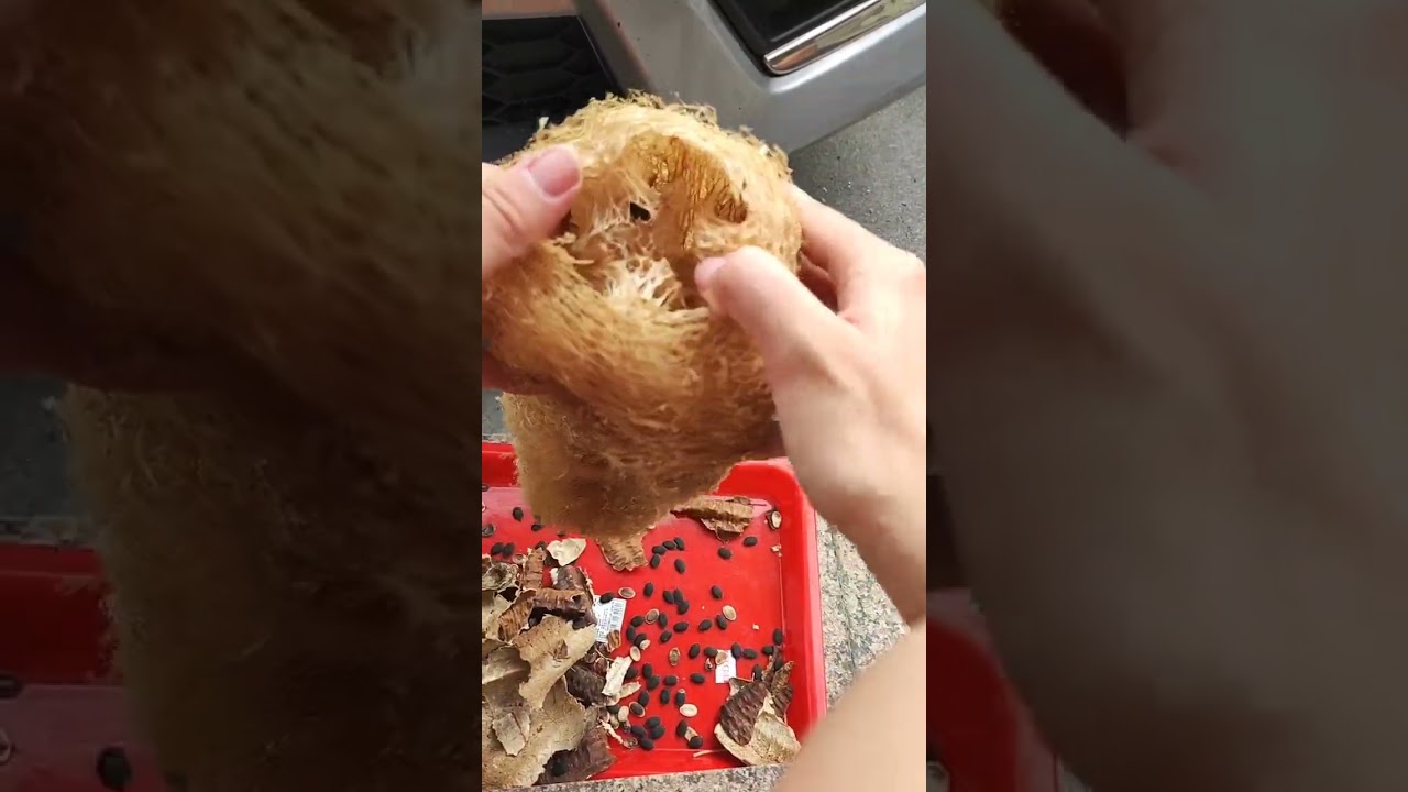 把曬乾的絲瓜撥開，好玩