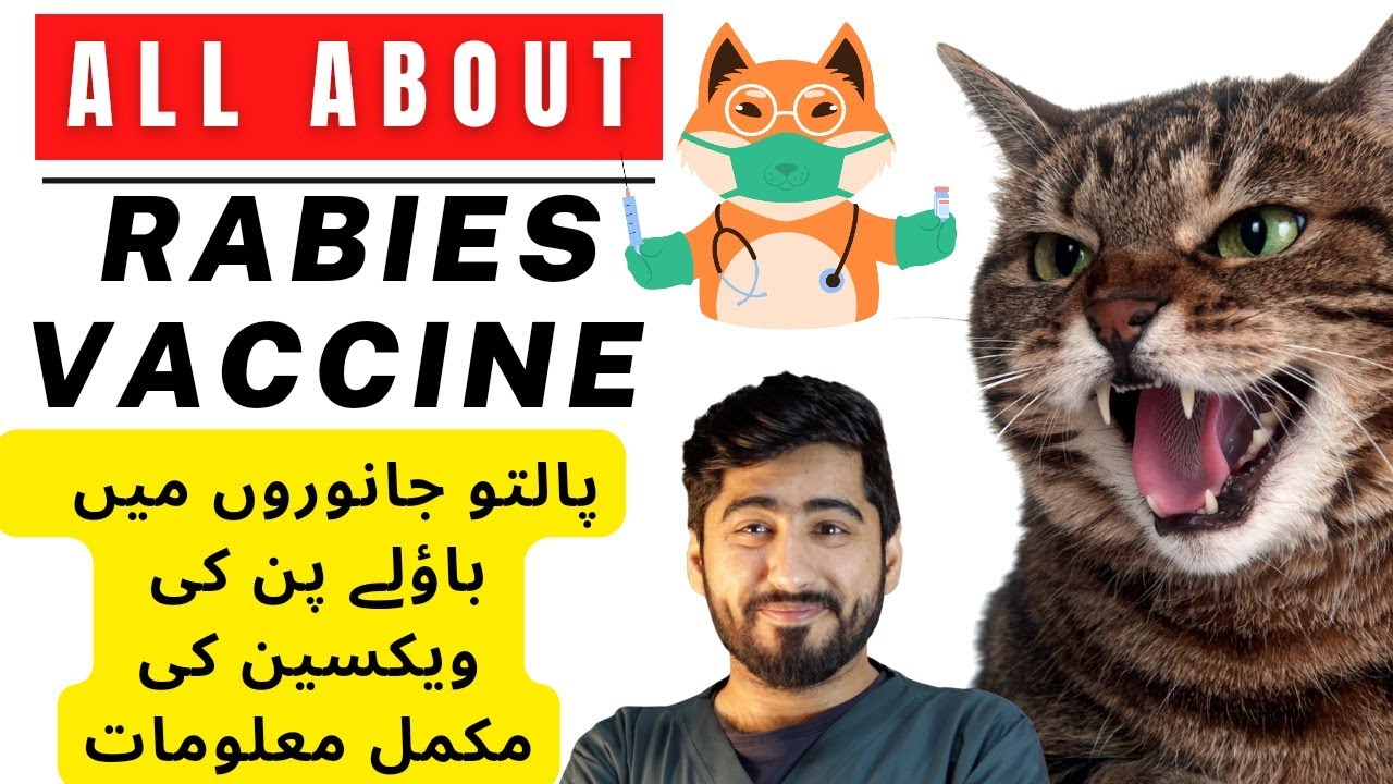 All About Cat Rabies Vaccination || Anti Rabies Schedule & types || Animalia Dot Pk