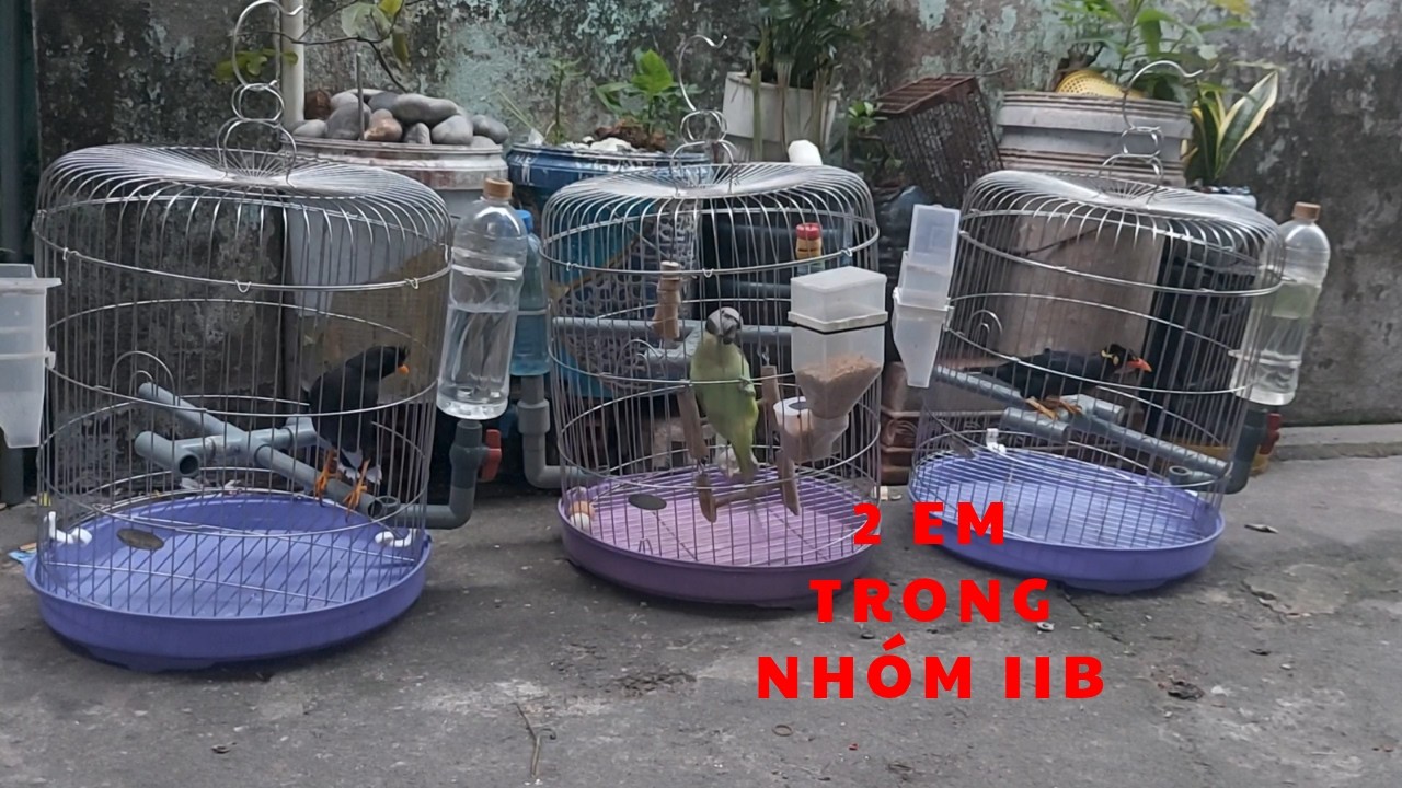 B&iacute; Quyết Gi&uacute;p Chim Sống Khỏe,Nu&ocirc;i Chim Nh&oacute;m IIB II Help birds live healthy lives.@KhiNguyen Vlog