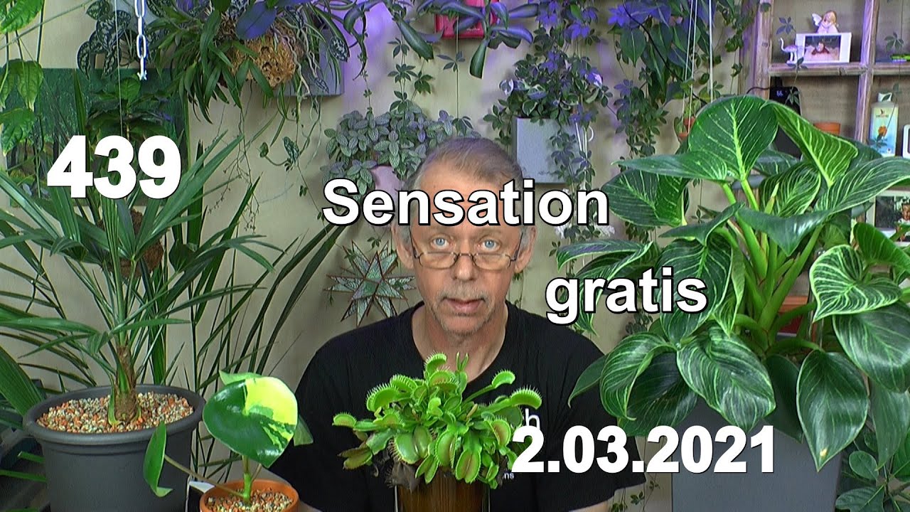 Sensationen im Pflanzenreich. Experimentieren mit Folgen für die Pflanzen. Karnivoren Teil 10 und