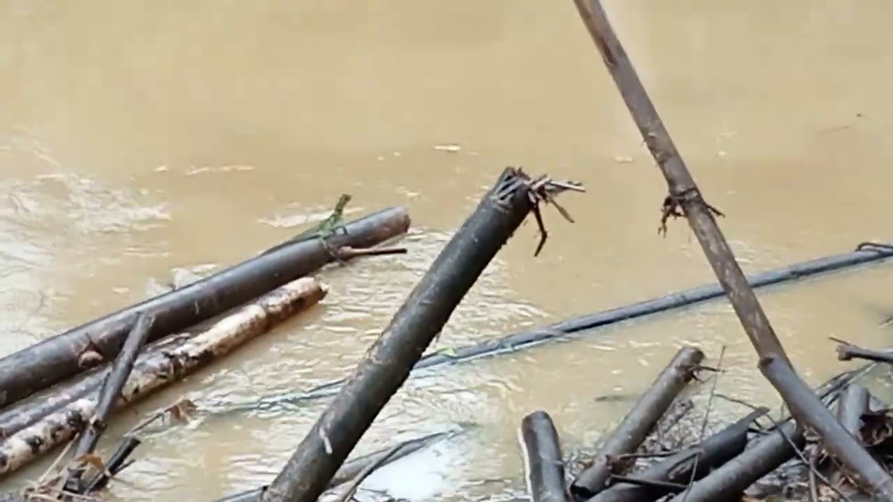 Philippine Sailfine lizard. 