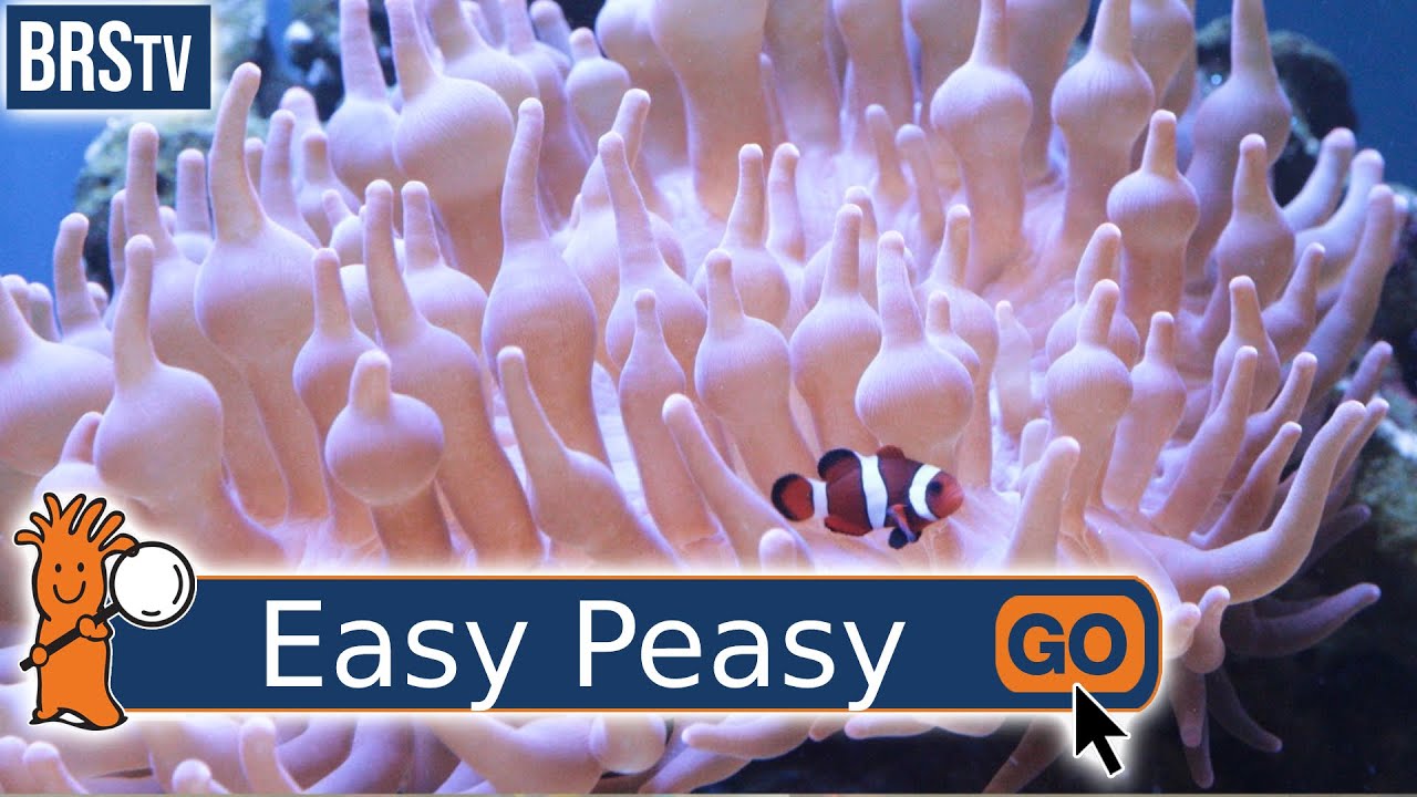 What Is the Most Hardy Saltwater Fish?