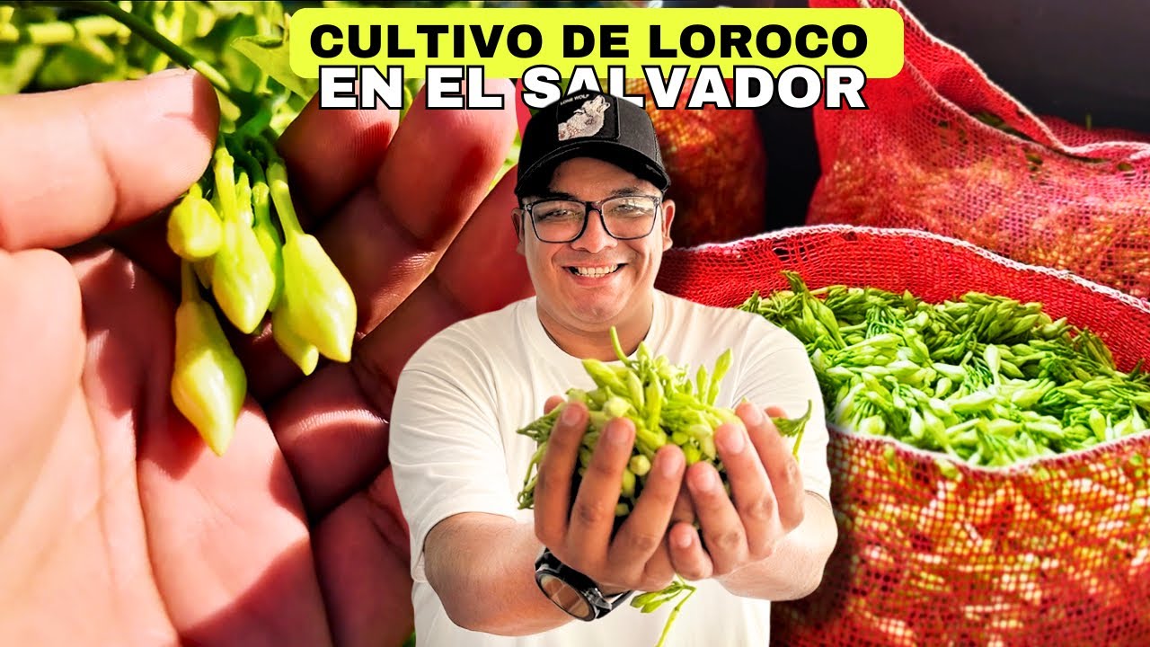 🇸🇻MÁS DE 28 MIL LIBRAS DIARIAS DE LOROCO EN  SAN PEDRO MASAHUAT 😋