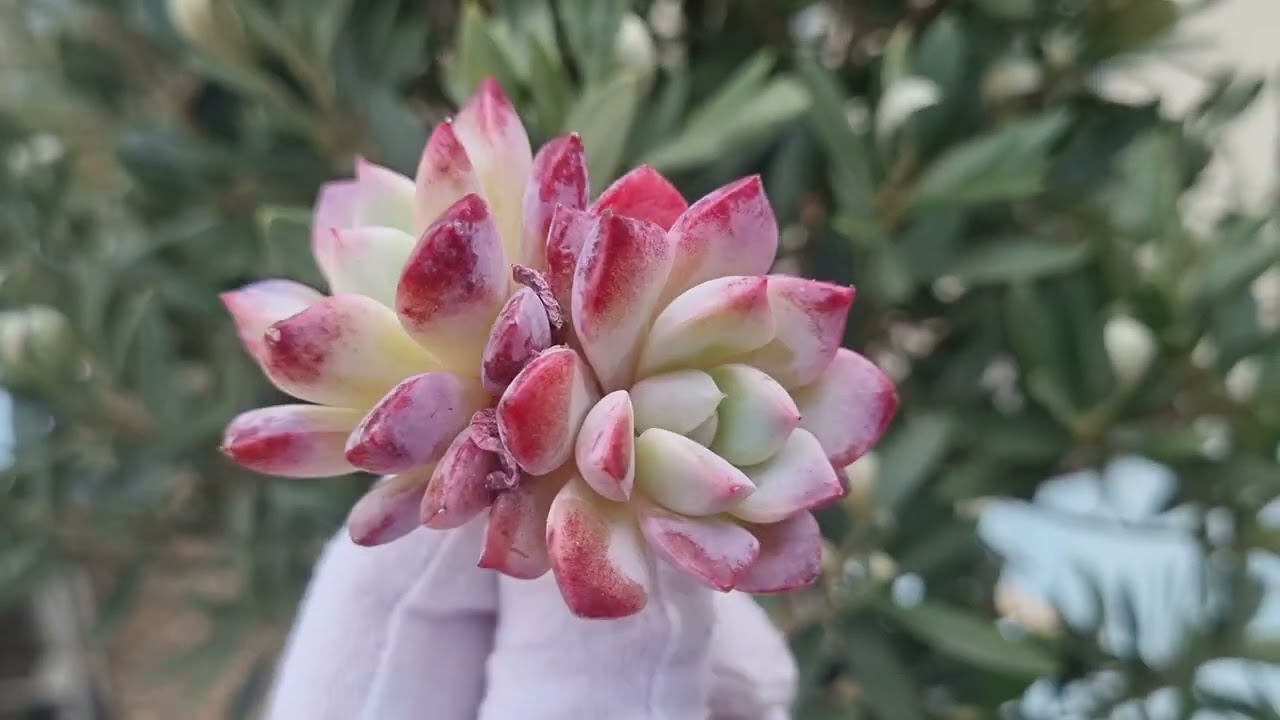 Echeveria Pheromones