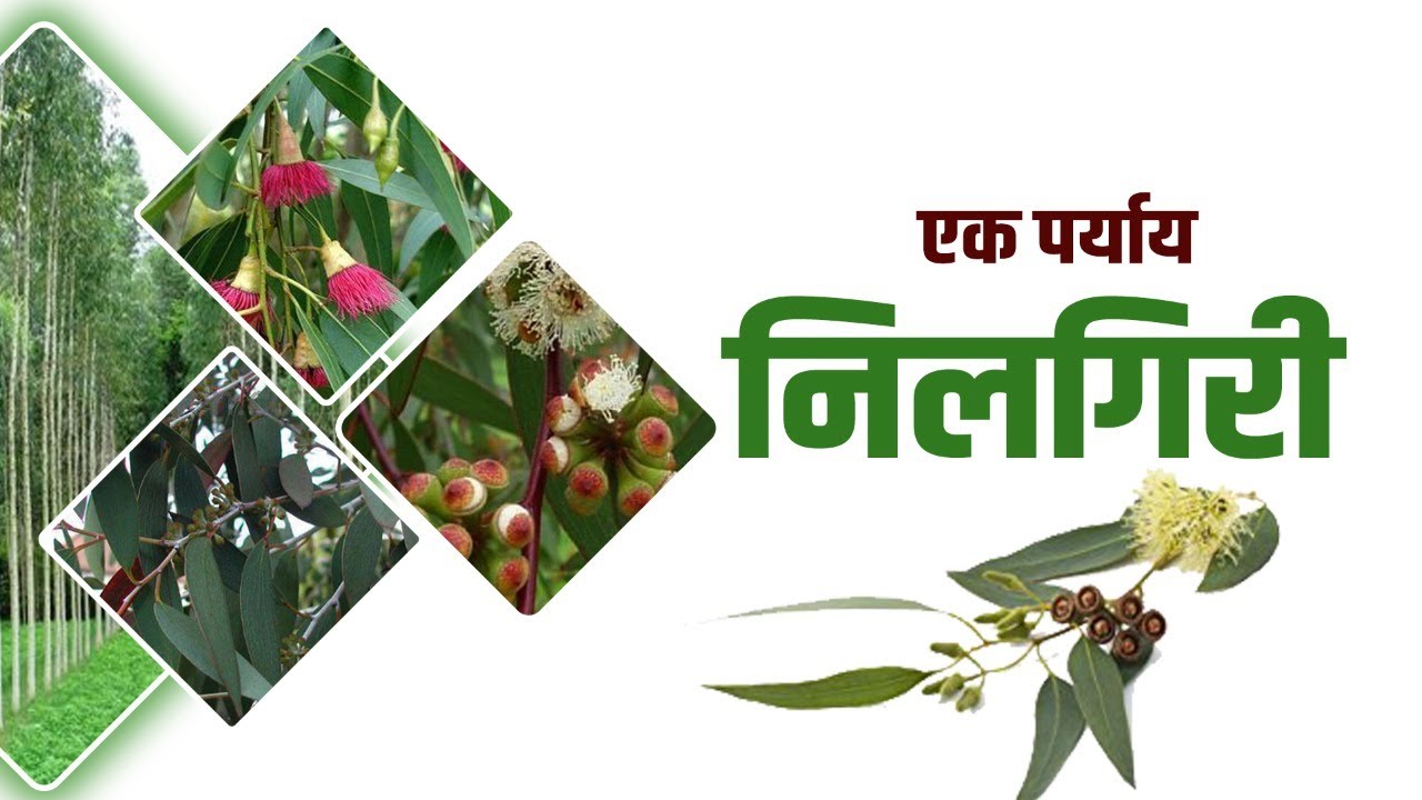 निलगिरी लागवड फायद्याची शेती माहितीपूर्ण व्हिडीओ नक्की बघा | Nilgiri Lagwad