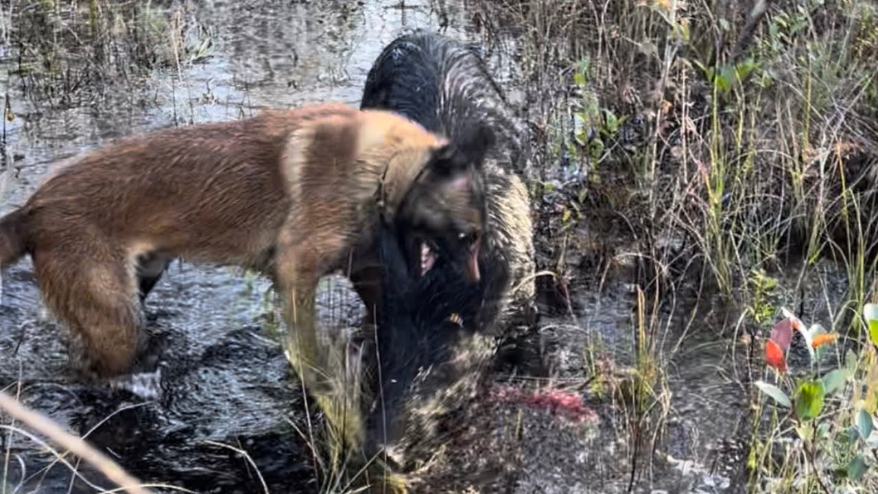 Belgian Malinois Baying/Hog Hunting