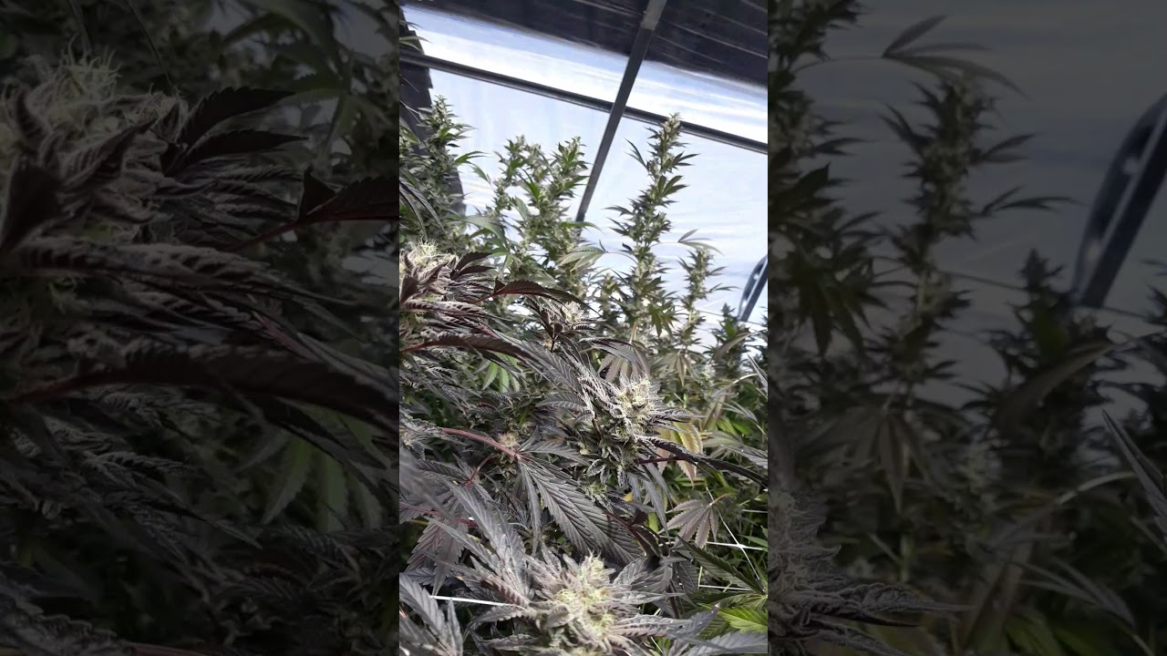 Venom og gas pack life