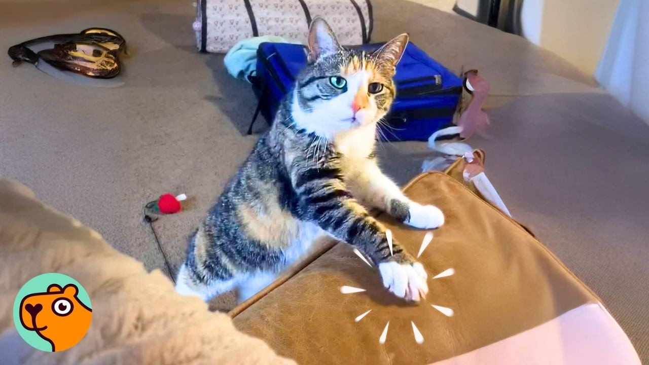 Cat Has the Cutest Way of Asking for Attention Everyday | Cuddle Buddies