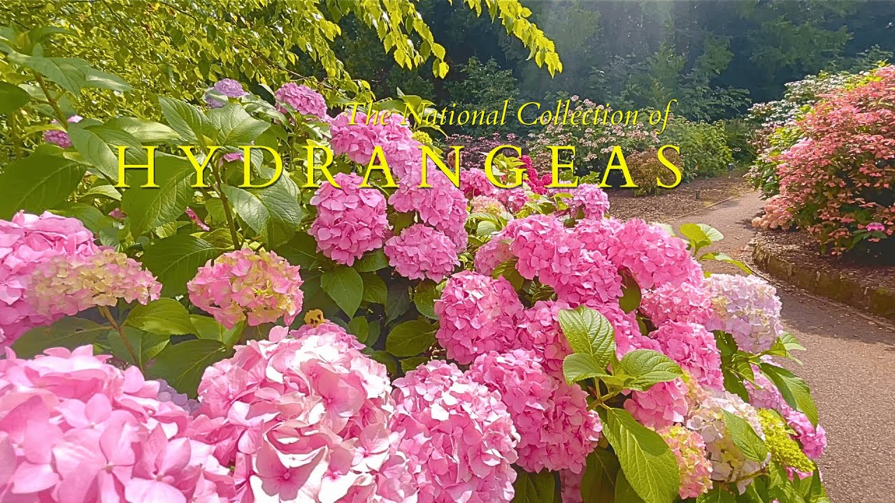 Inside the National Collection of Hydrangeas: Garden tour! | Giuppy in Arcadia