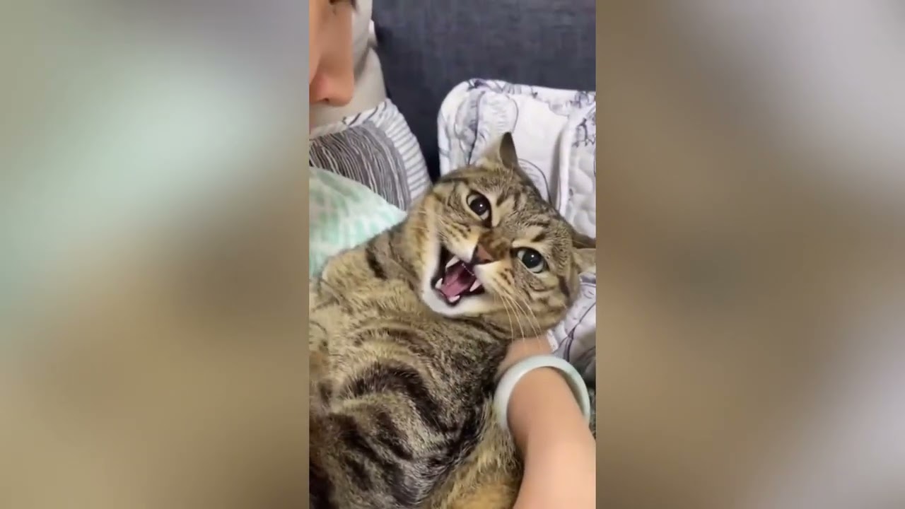 THIS VIDEO WILL CURE YOUR DEPRESSION funny animals, animals being funny