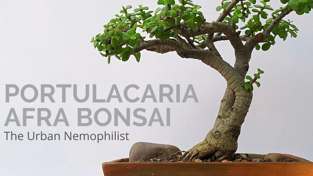 Portulacaria Afra Dwarf Jade Bonsai
