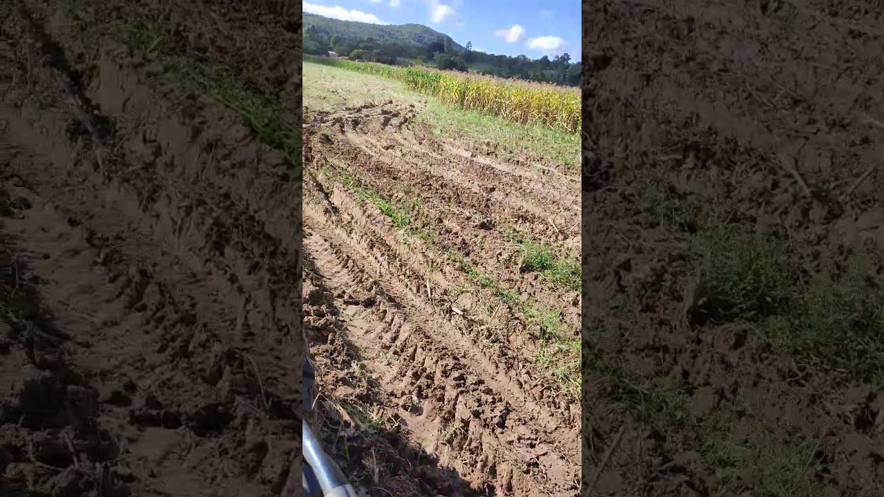 Silagem 2023, primeiro dia e j&aacute; tem atoleiro #agro #masseyferguson #4275