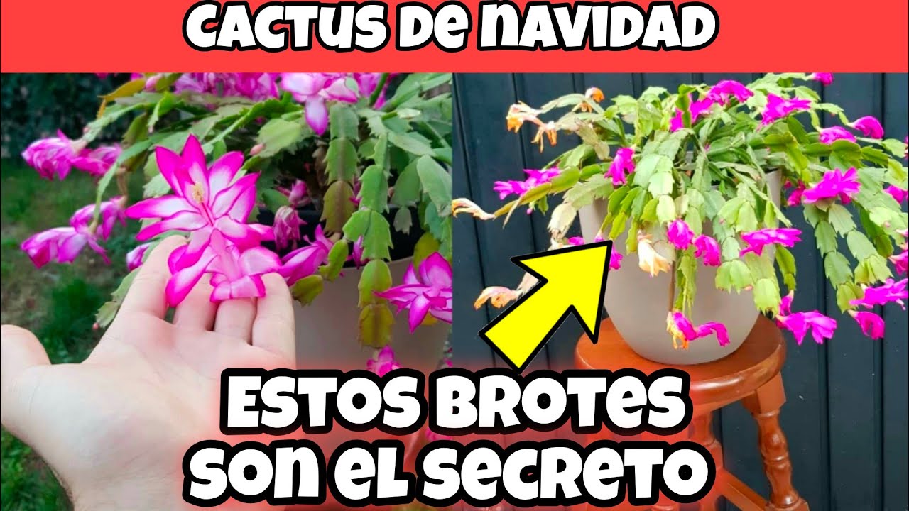 AQUI te traigo los verdaderos CUIDADOS del Cactus de NAVIDAD (schlumbergera Del bosque)