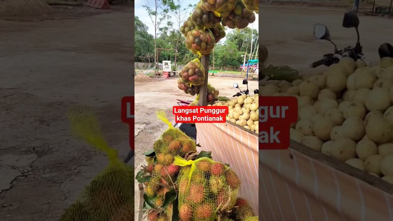 Langsat Punggur khas Pontianak Kalimantan Barat #langsat #kalimantan