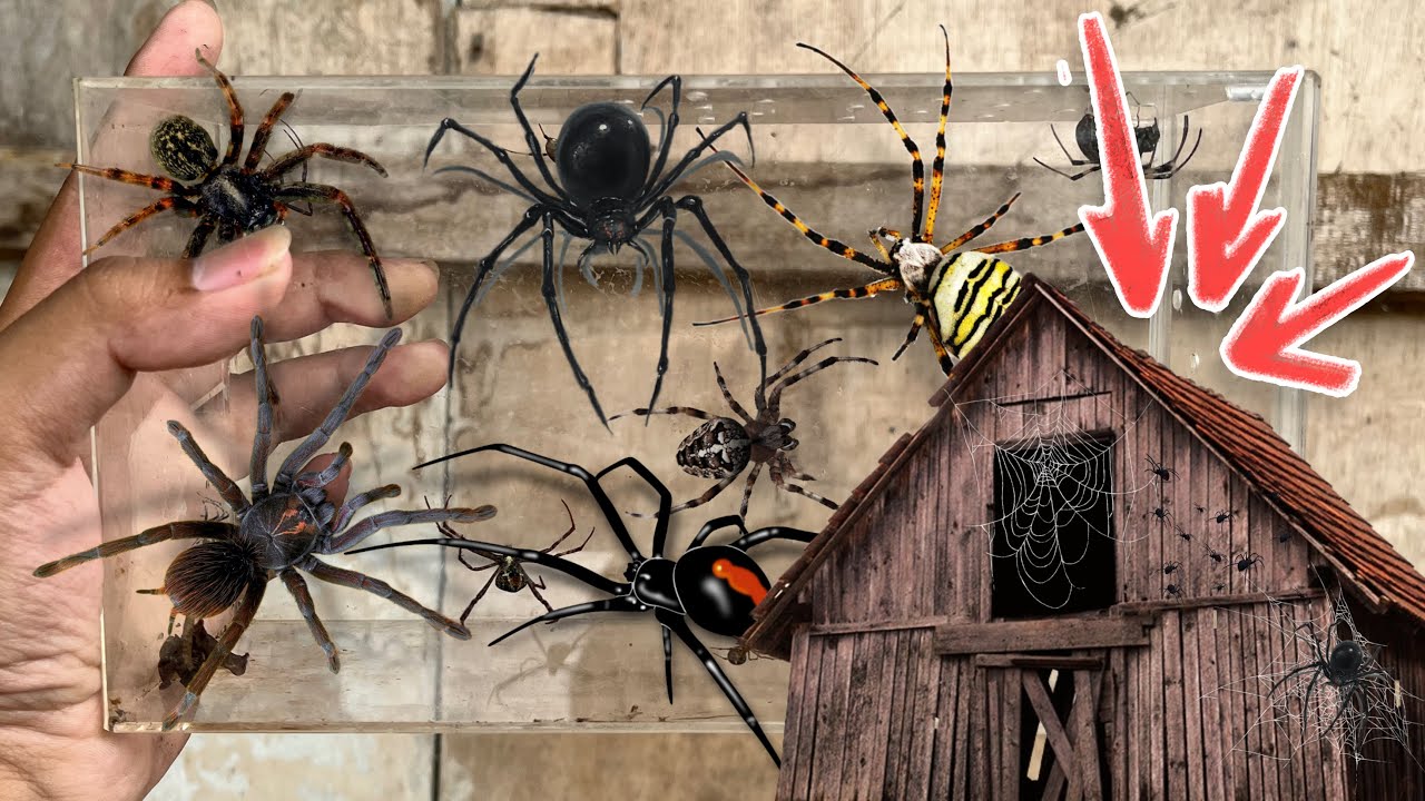 Hunting Spider in Old Barn