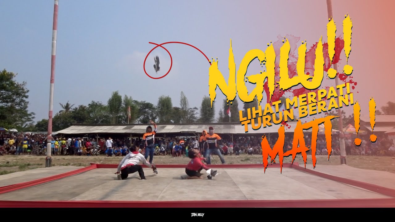 EVENT LIGA MERPATI NEW NORMAL LAPAK PPMB BIP SERANG HADIAH MOBIL BARU || SISA 56 BURUNG