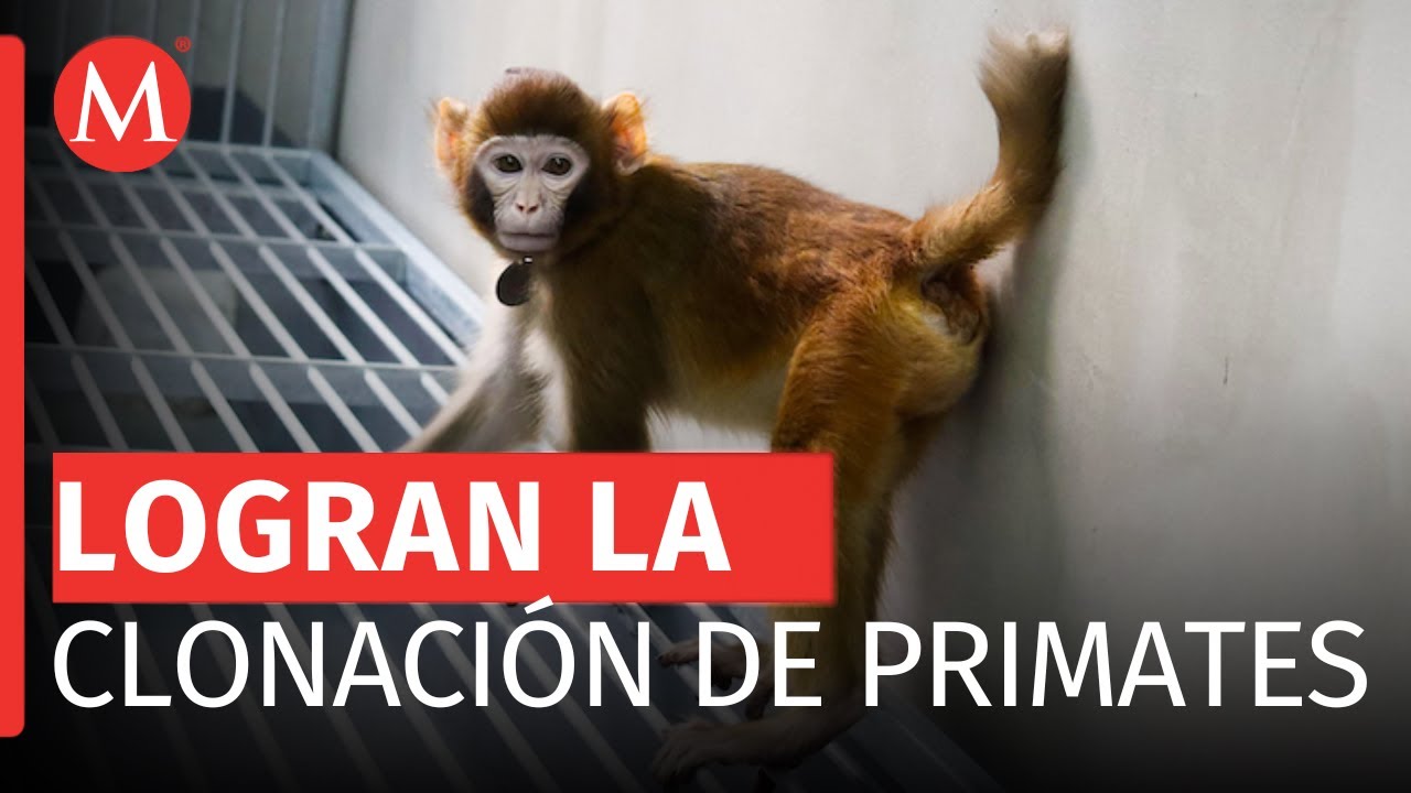 Cient&iacute;ficos chinos logran nacimiento de 'Retro' por clonaci&oacute;n de primates