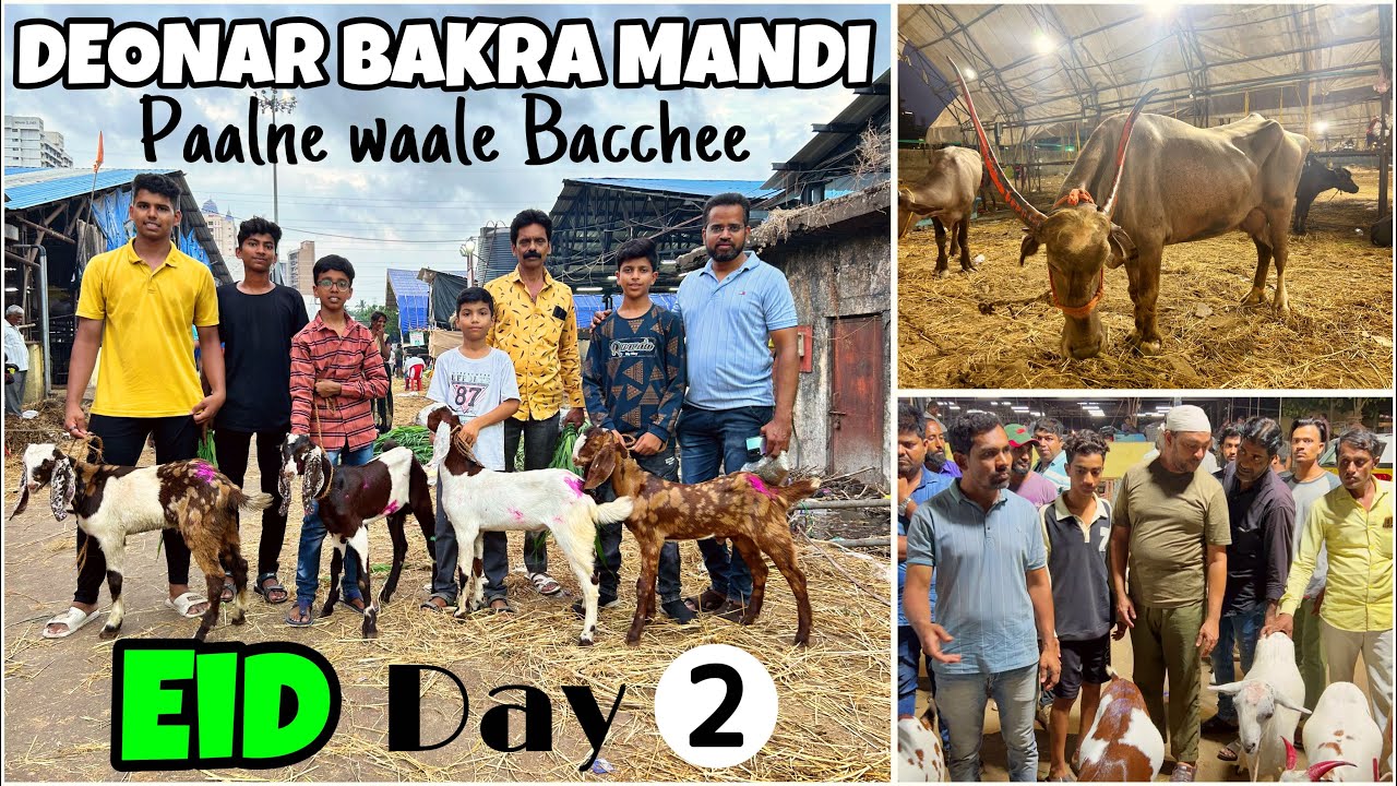 Deonar bakra mandi basi eid ko DAY 2 ko aa gaye paalne waale bacche aur ho gayi paado ki shortage