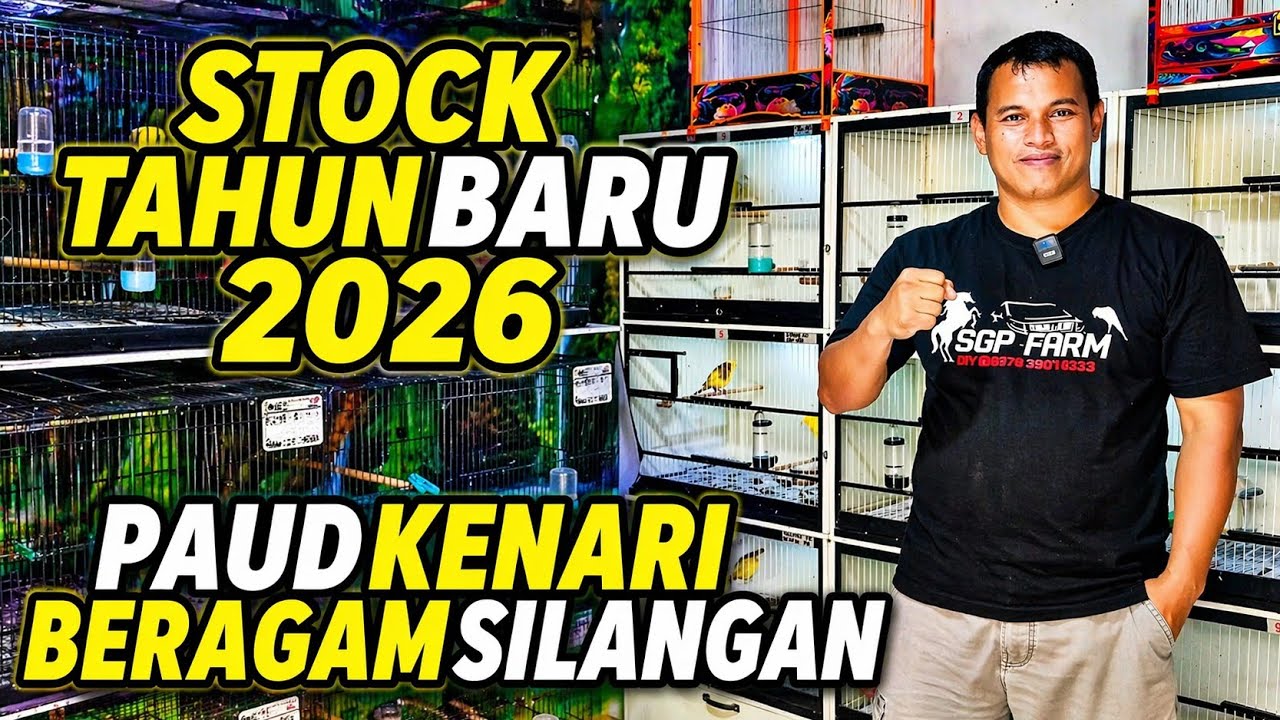 REVIEW PAUD KENARI‼️Stock Tahun Baru posturnya indah-indah...