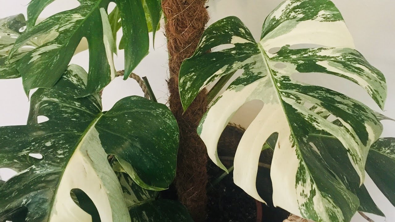 REMPOTAGE MONSTERA VARIEGATA