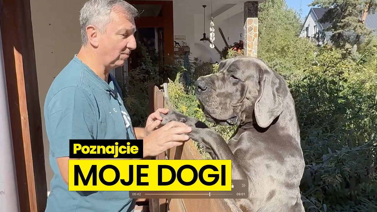 Poznajcie moje dogi
