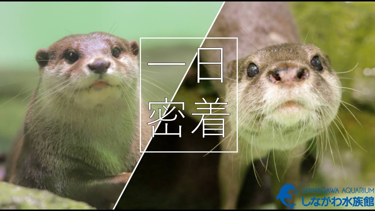コツメカワウソの1日@しながわ水族館