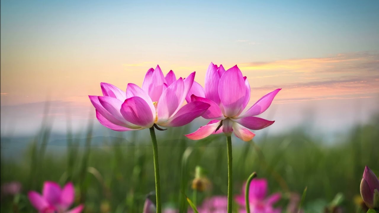 Lotus Mantra ~ Chinese Relaxation Music