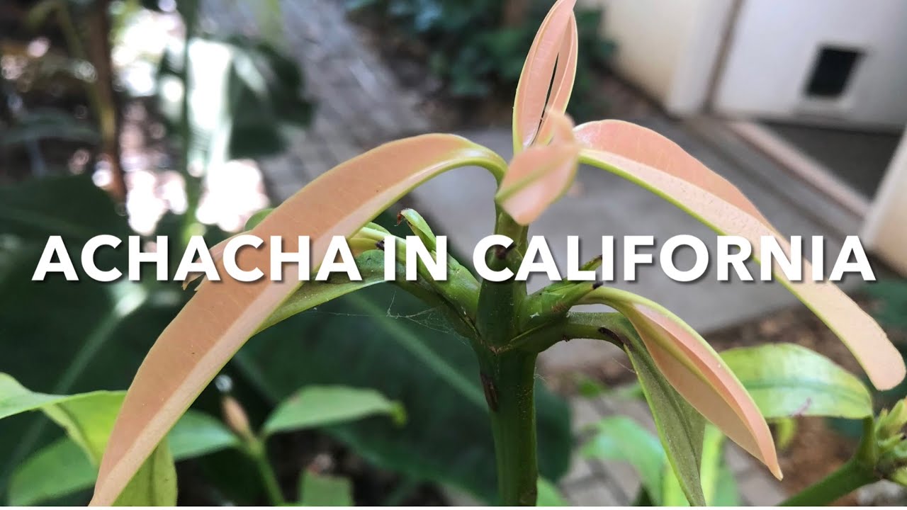 GROWING THE ACHACHA TREE IN CALIFORNIA | HARDY | BOLIVIAN MANGOSTEEN | GARCINIA HUMILIS | ACHACHAIRU