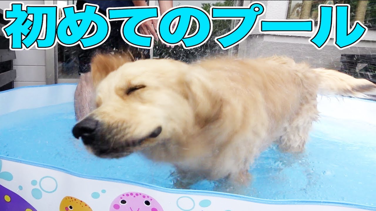 初めてのプールに戸惑うゴールデンレトリバー！