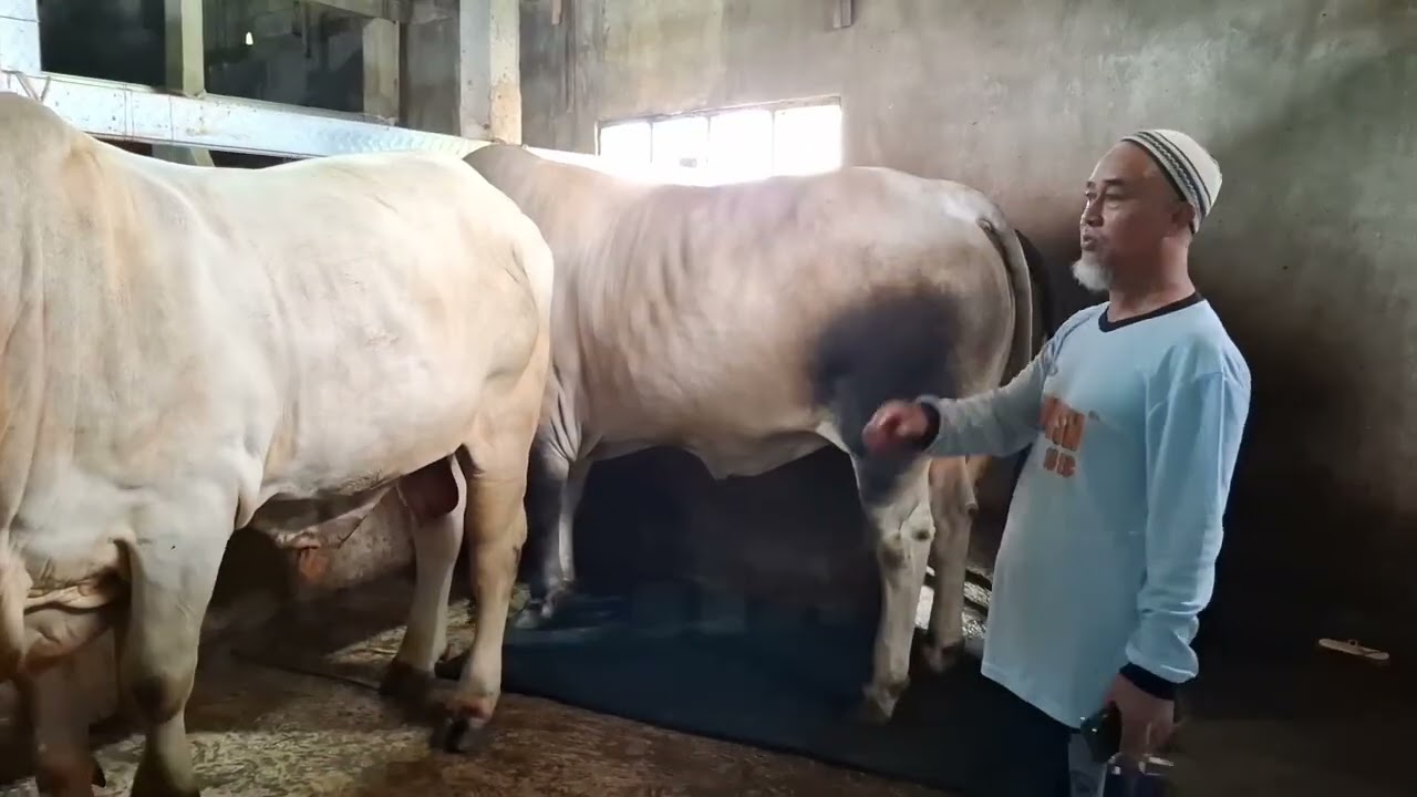 SAPI QURBAN 1TON UP‼️HIDAYAH FARM
