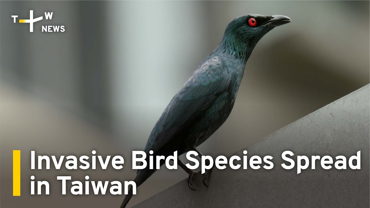 Invasive Bird Species Spread in Taiwan | TaiwanPlus News