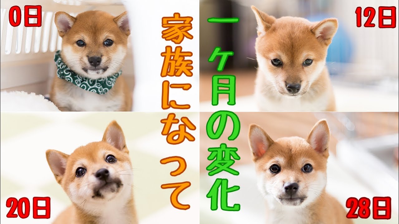 【豆柴ポン太くん】生後81日  家族になって１ヶ月の成長　記念動画①　Shiba inu puppy