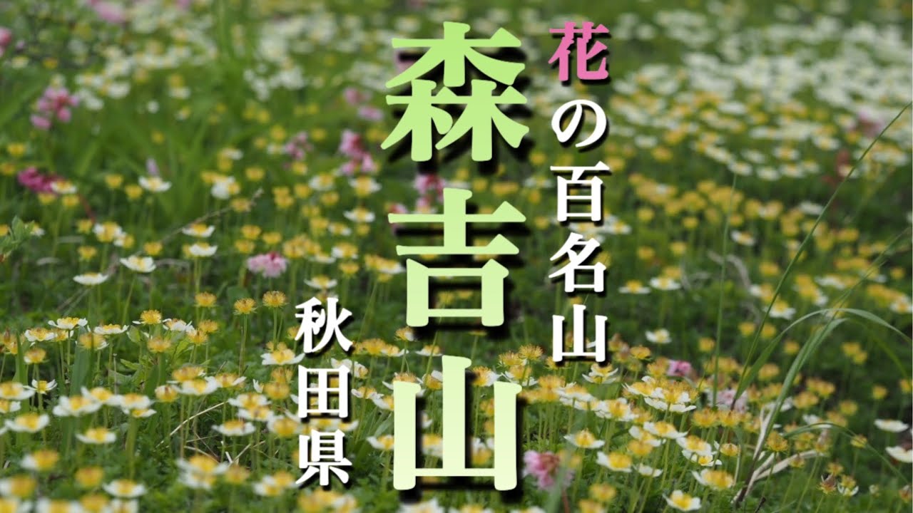 【花の百名山】6月 森吉山/秋田県  たくさんの花が迎えてくれました！