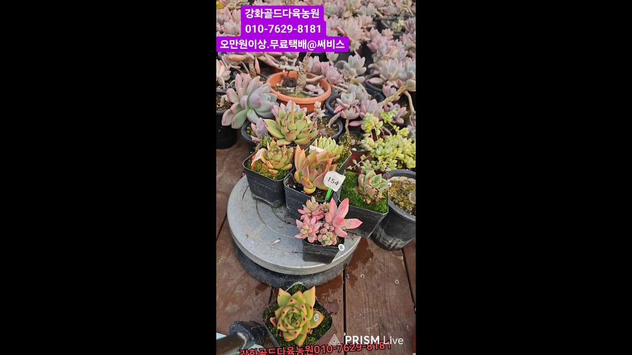 강화골드다육농원 라이브 방송