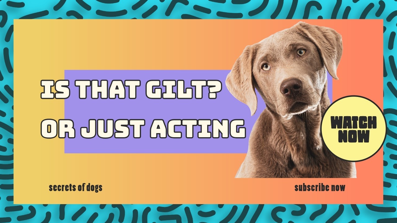 The Hidden Truth About Dogs: Can Dogs Feel Guilt — Or Is It Just Acting?