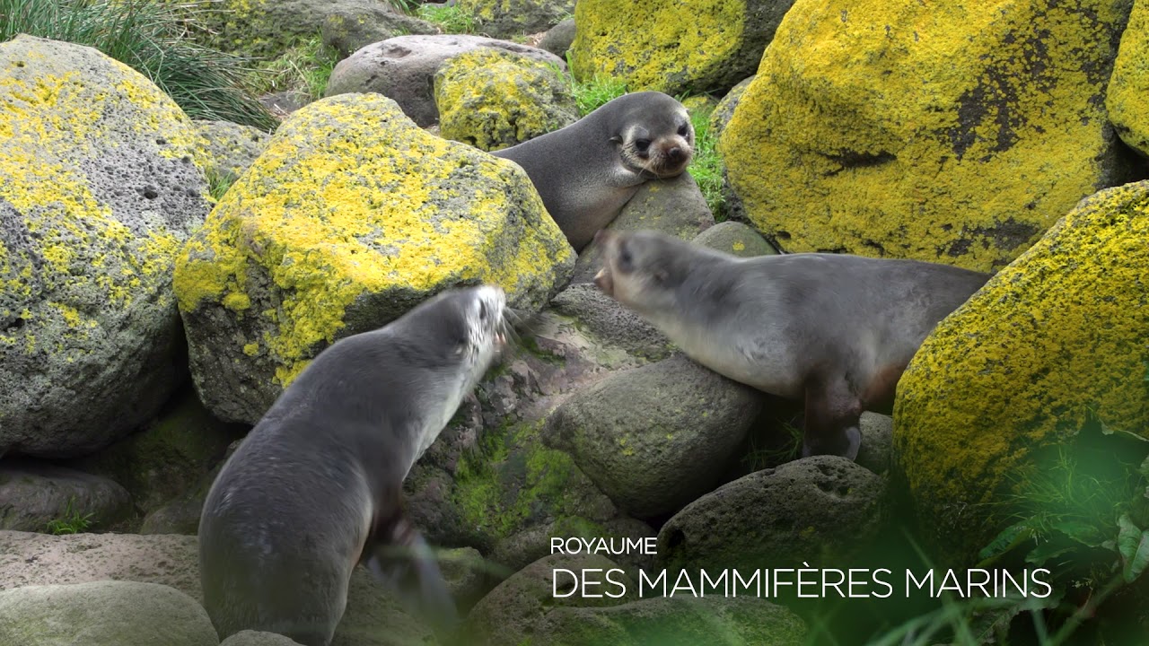 Les Terres et mers australes françaises, patrimoine mondial de l'Unesco